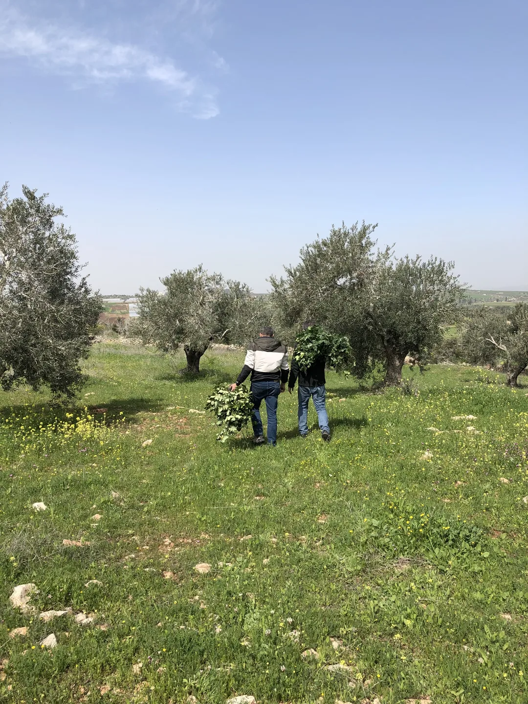 Two men walk away from the camera in an olive orchard in Palestine